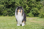 longhaired Collie