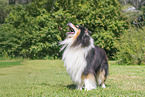 longhaired Collie