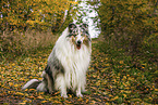longhaired Collie