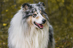 longhaired Collie