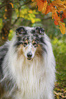 longhaired Collie