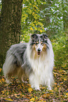 longhaired Collie