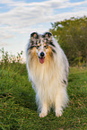longhaired Collie