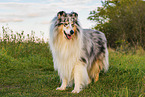 longhaired Collie