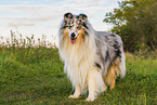 longhaired Collie
