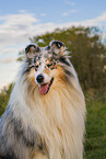 longhaired Collie