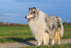 longhaired Collie