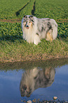 longhaired Collie