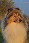 longhaired Collie
