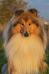 longhaired Collie