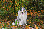 longhaired Collie