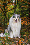 longhaired Collie