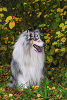 longhaired Collie