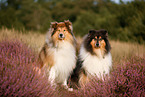 longhaired Collie