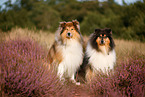 longhaired Collie