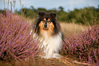 longhaired Collie
