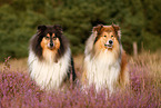 longhaired Collie