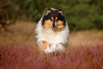 longhaired Collie