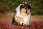 longhaired Collie