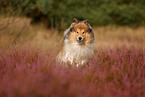 longhaired Collie