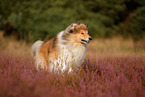 longhaired Collie