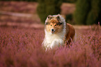 longhaired Collie