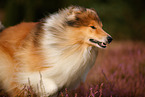 longhaired Collie