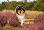 longhaired Collie