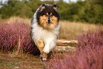 longhaired Collie