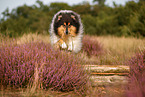 longhaired Collie