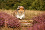 longhaired Collie