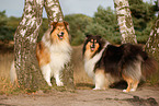 longhaired Collie