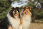 longhaired Collie