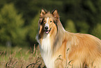 longhaired Collie
