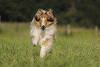 longhaired Collie