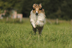 longhaired Collie