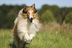 longhaired Collie