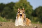 longhaired Collie