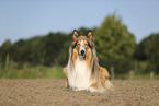longhaired Collie