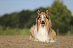 longhaired Collie