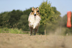 longhaired Collie