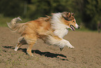 longhaired Collie