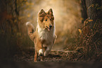 longhaired Collie