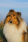 Long-haired collie