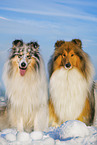 Long-haired collie in winter