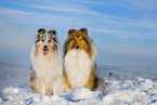 Long-haired collie in winter