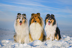 Long-haired collie in winter