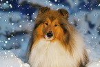 Long-haired collie in winter