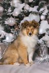 Collie puppy