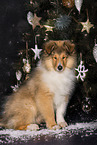 Collie puppy